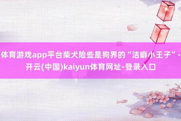 体育游戏app平台柴犬险些是狗界的“洁癖小王子”-开云(中国)kaiyun体育网址-登录入口